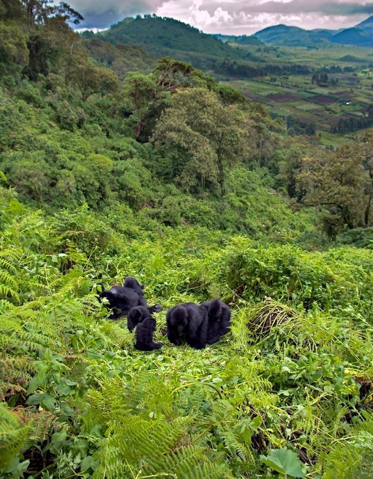Gorilla Trekking Adventure