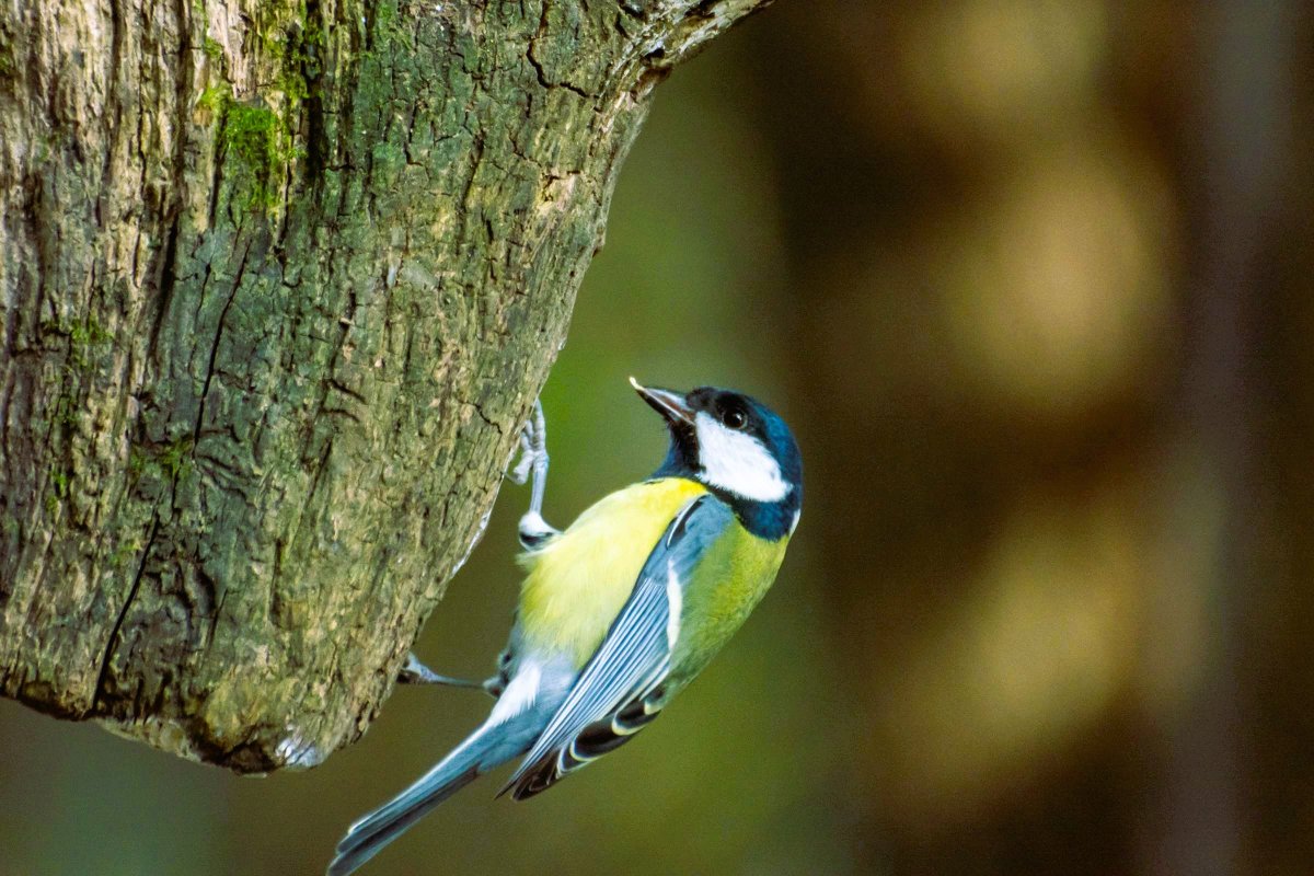 Uganda Birding Special